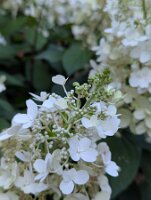 PXL_20250815_213130919